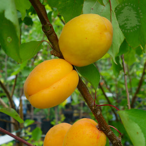 Apricot Tree