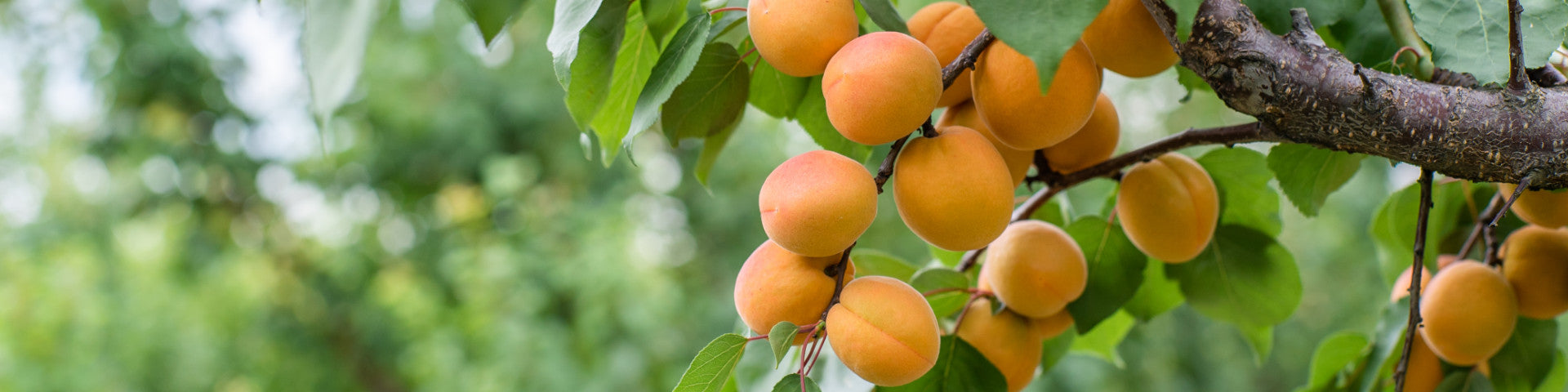 Apricot tree with golden colour fruit growing on it