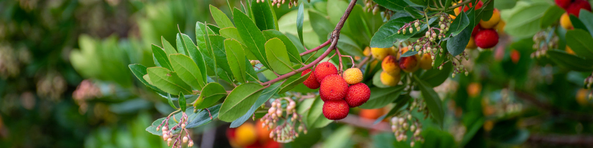 Arbutus Strawberry tree