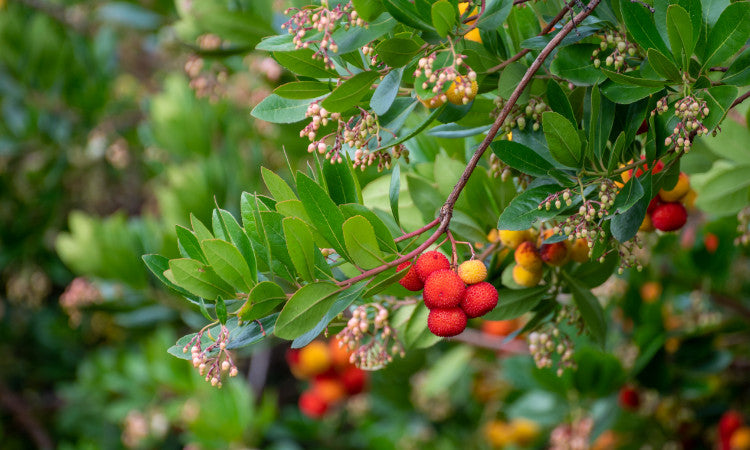 Arbutus Strawberry tree