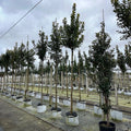 Arbutus Unedo 10-12cm girth