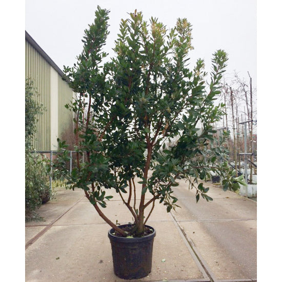 Arbutus unedo | Evergreen Strawberry Trees | Ornamental Trees