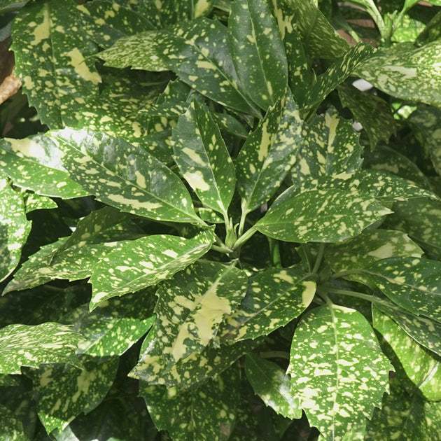 Aucuba Japonica 'Crotonifolia' Japanese Laurel leaves
