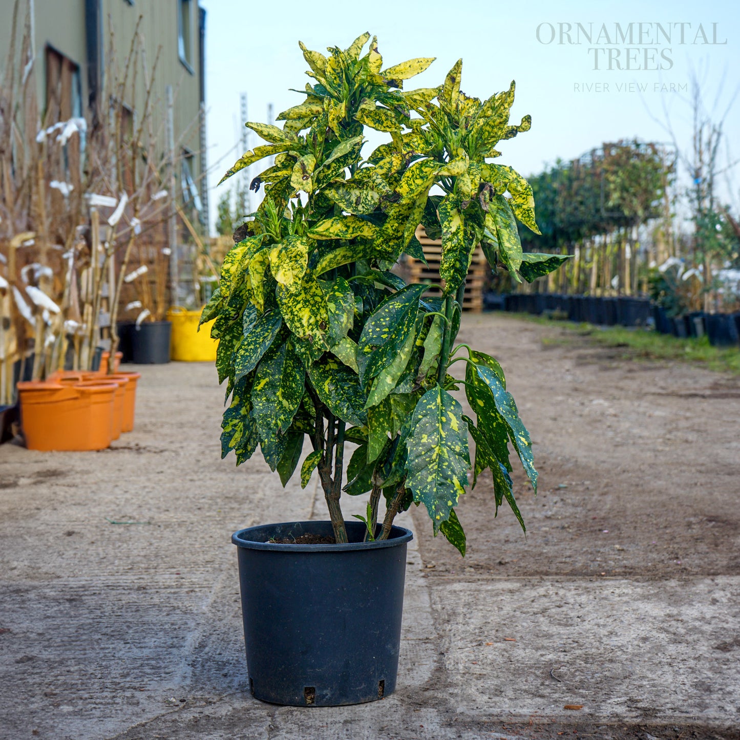 Aucuba Japonica Crontonfolia