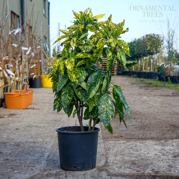 Aucuba Japonica Crontonfolia