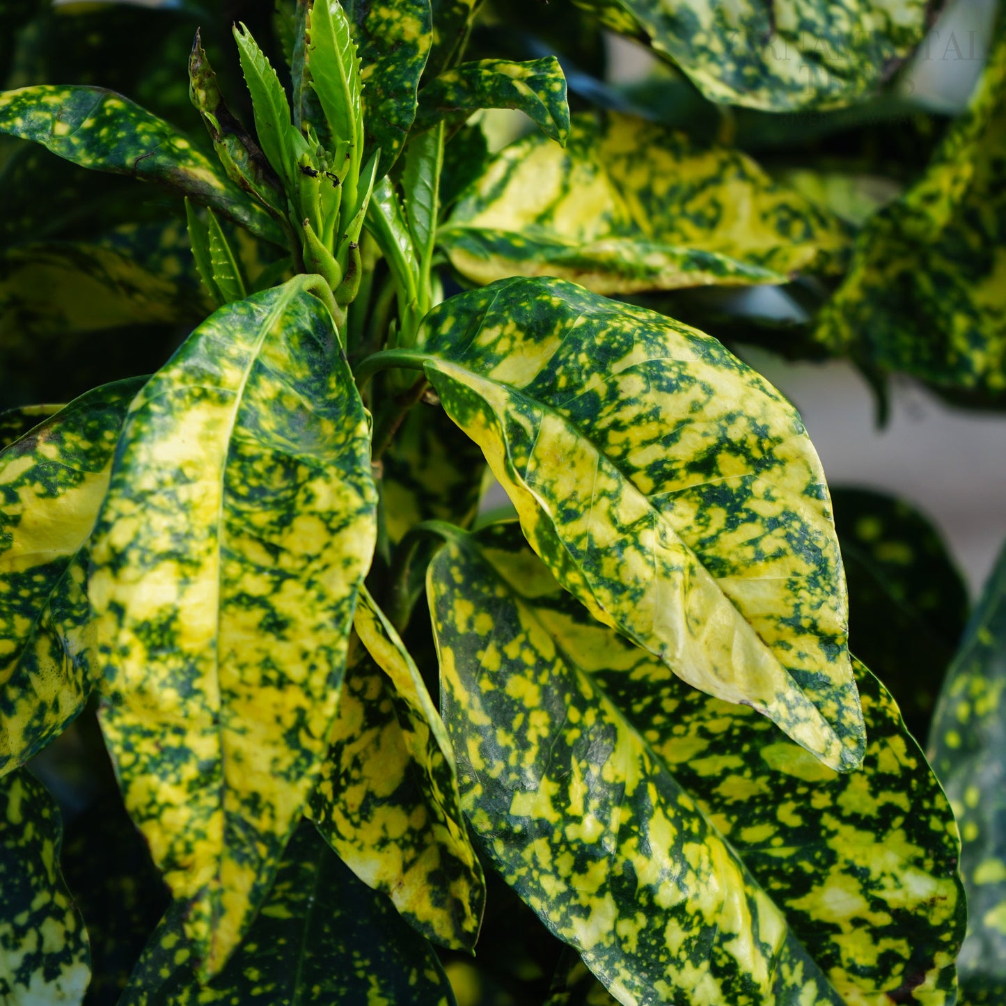 Aucuba Japonica 'Crotonifolia'