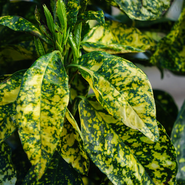 Aucuba Japonica 'Crotonifolia'