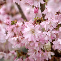 Prunus Autumnalis Rosea sq