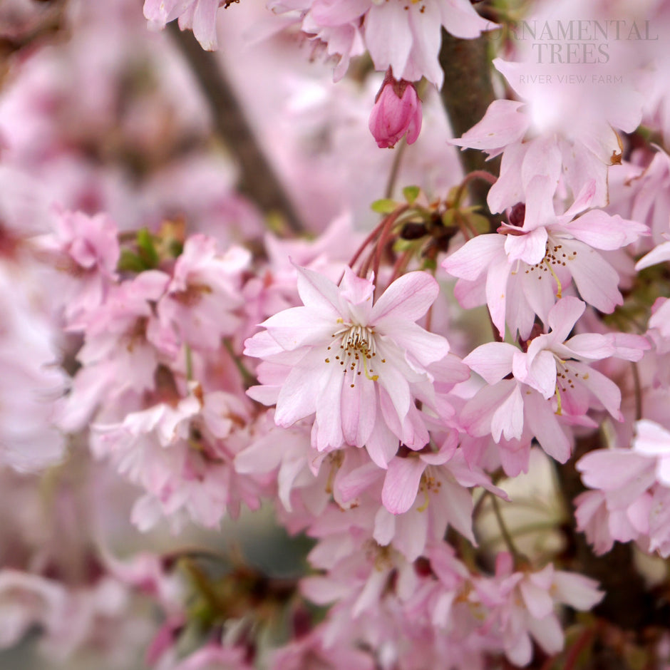 Small & Dwarf Flowering Cherry Blossom Trees | Ornamental Trees