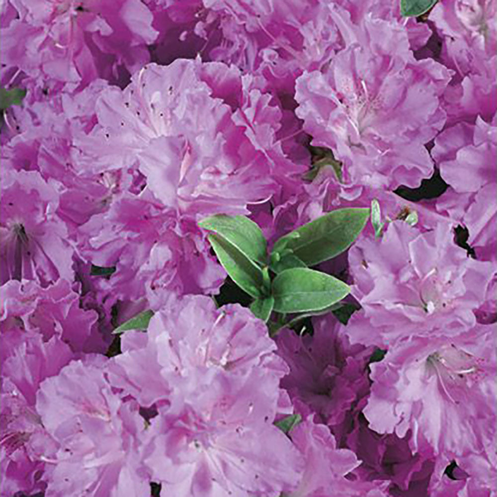 Azalea Japonica Elsie Lee