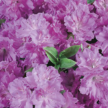 Azalea Japonica Elsie Lee