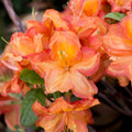 Azalea 'Fireworks'