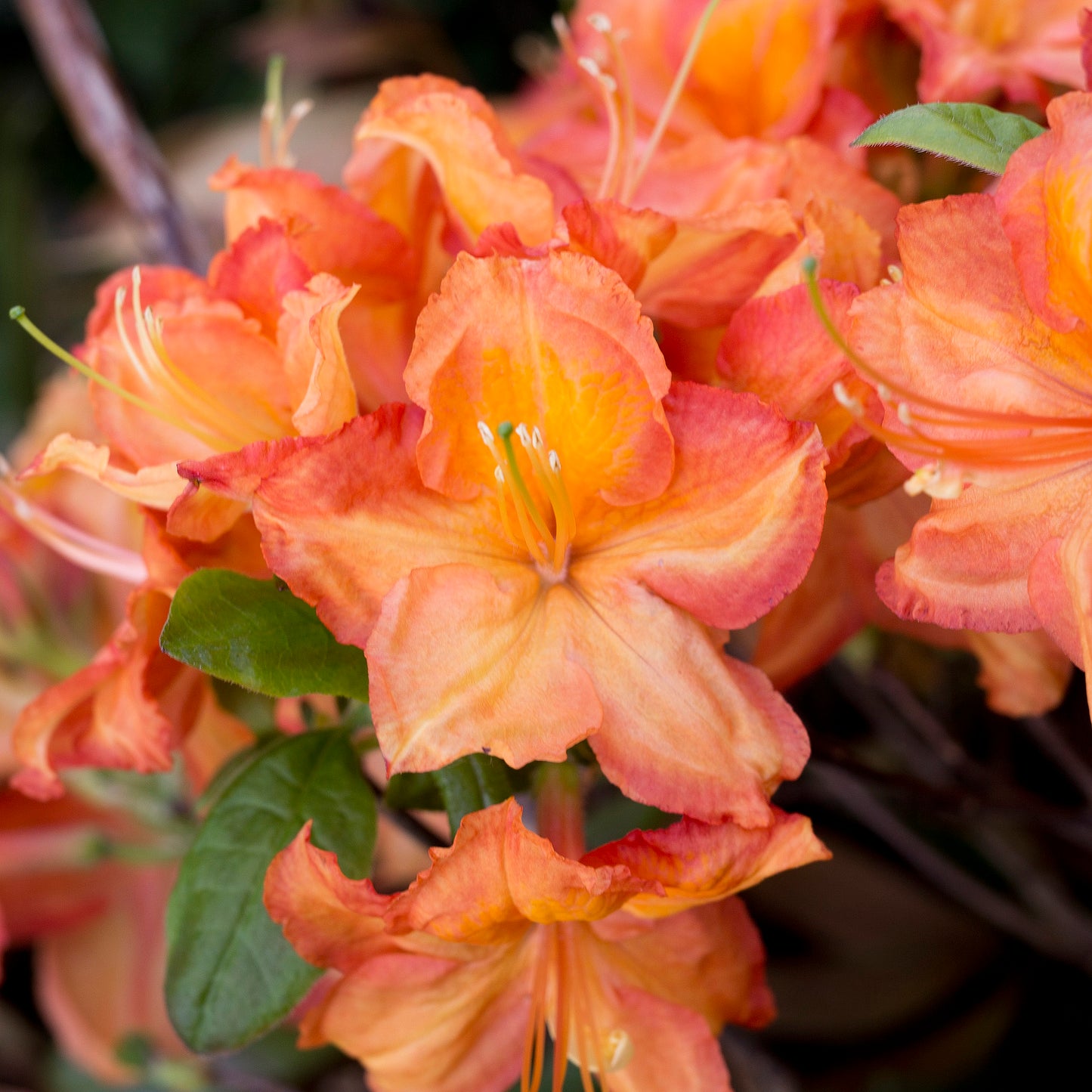Azalea 'Fireworks'