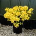 Bush, 60-90cm, 15L pot