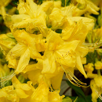 Azalea 'Anneke' flowers