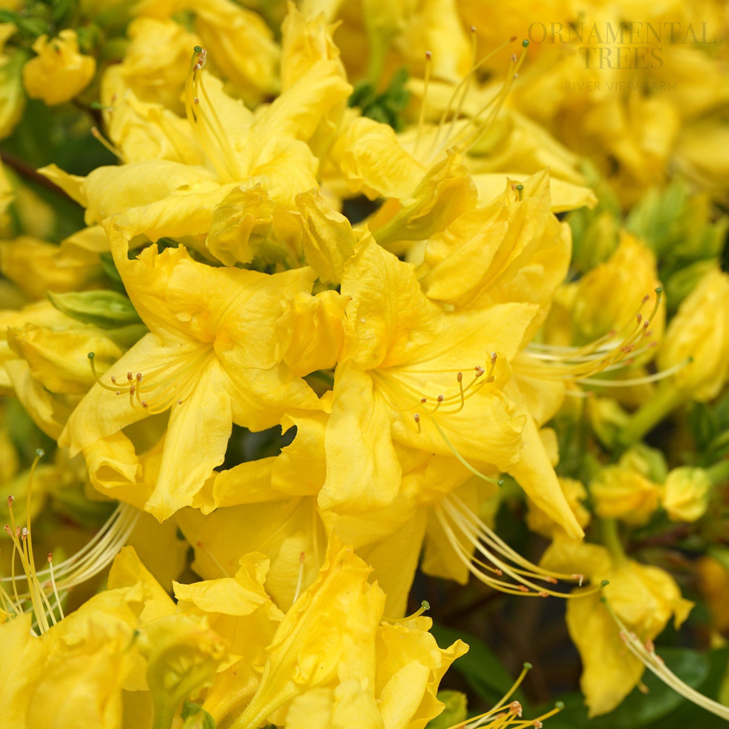 Azalea 'Anneke' flowers