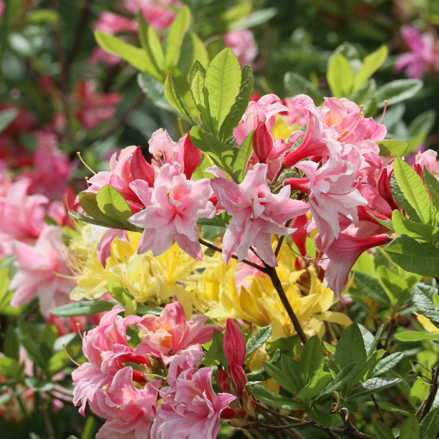 Azalea Square Shell Point Azalea Cannons Double | Peach Flowering Shrub | Ornamental Trees