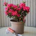 Bush, 20-40cm, 3L pot