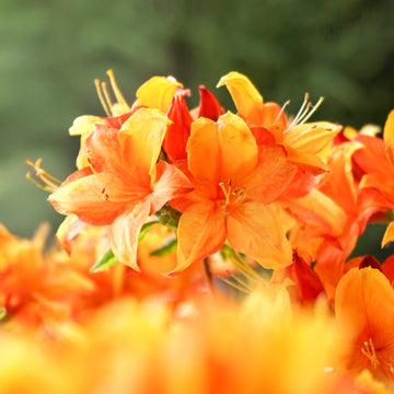 Azalea Golden Eagle_Flowers