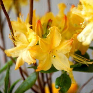 Azalea Golden Lights Flowers