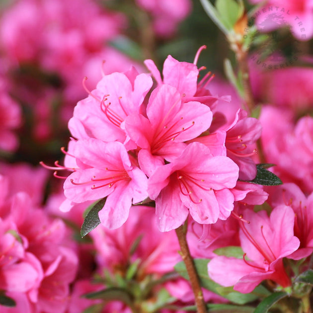 Assorted Azalea
