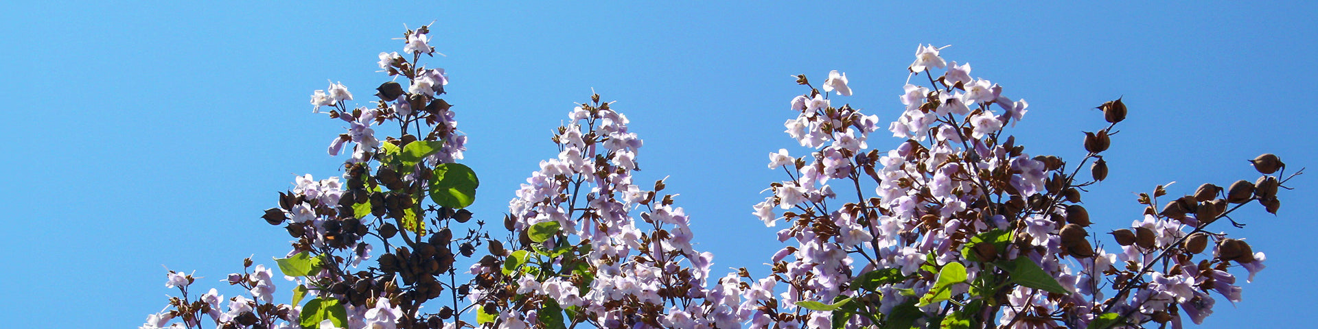 Blue purple flowering trees banner