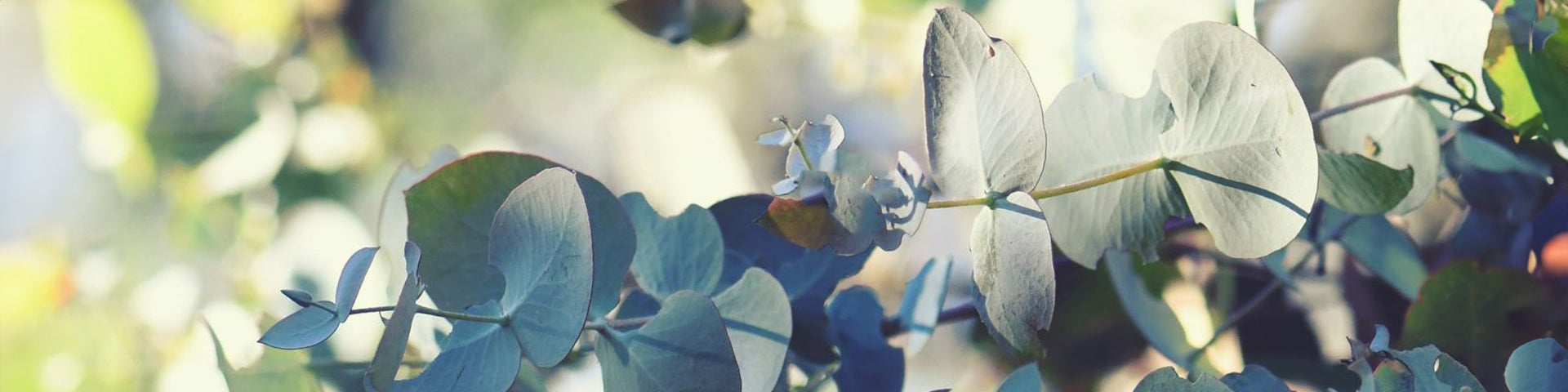 Blue silver Eucalyptus leaves