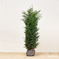 Hedging, 150-175cm height, rootball