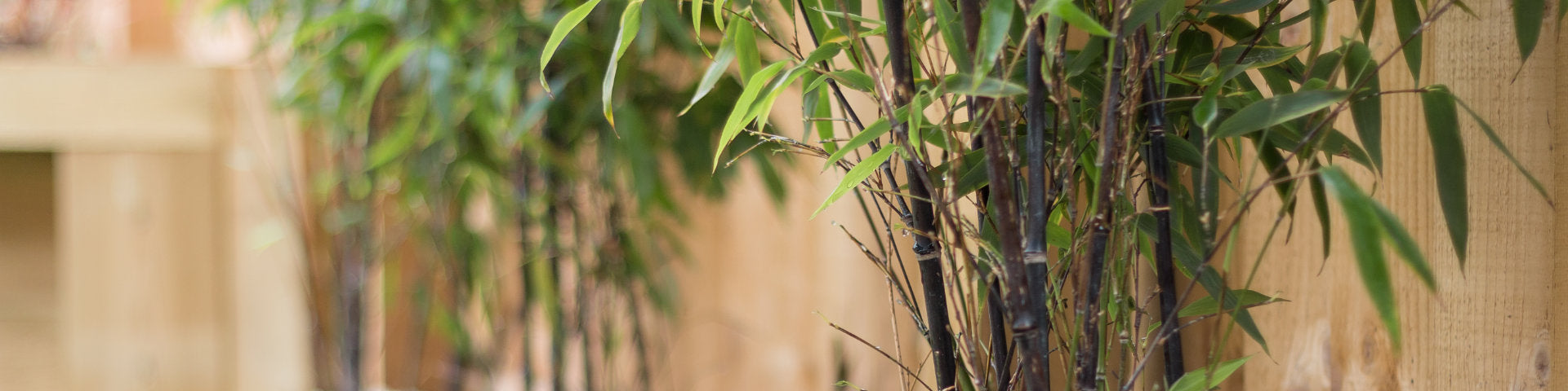 Bamboo Bamboo in container banner