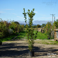 Bay Laurel Shrub 10L pot