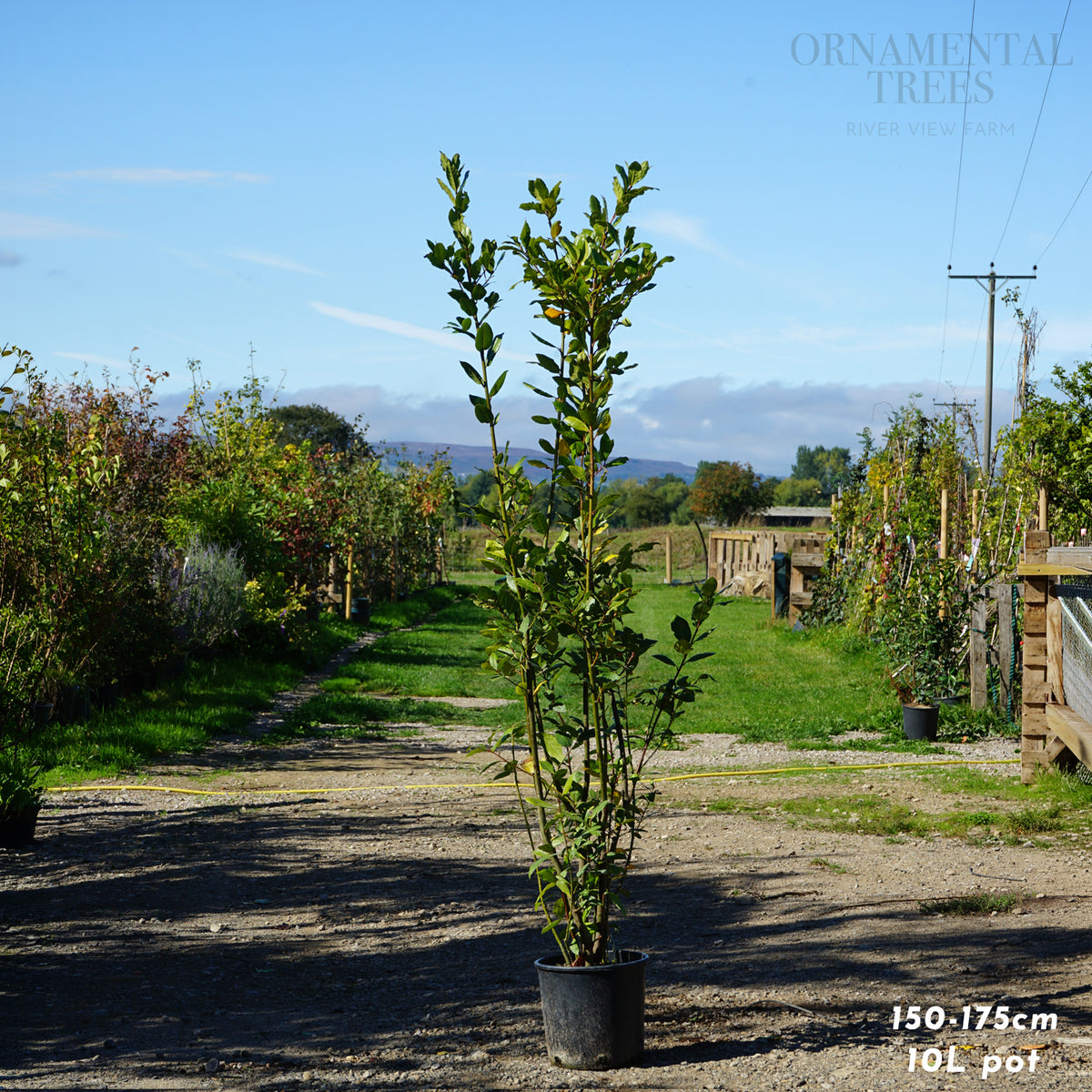 Bay Laurel Shrub 10L pot