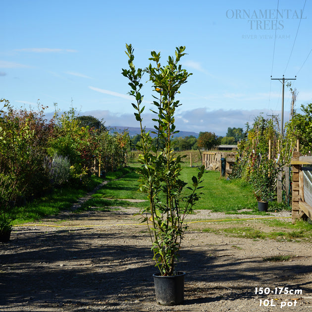 Bay Laurel Shrub 10L pot