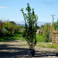 Bay Laurel Shrub, 18L pot