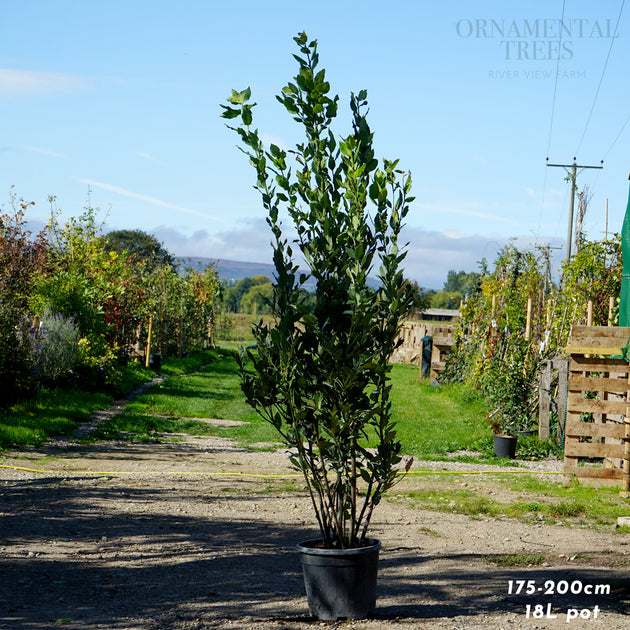 Bay Laurel Shrub, 18L pot