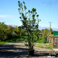 Bay Laurel Shrub, 40L pot