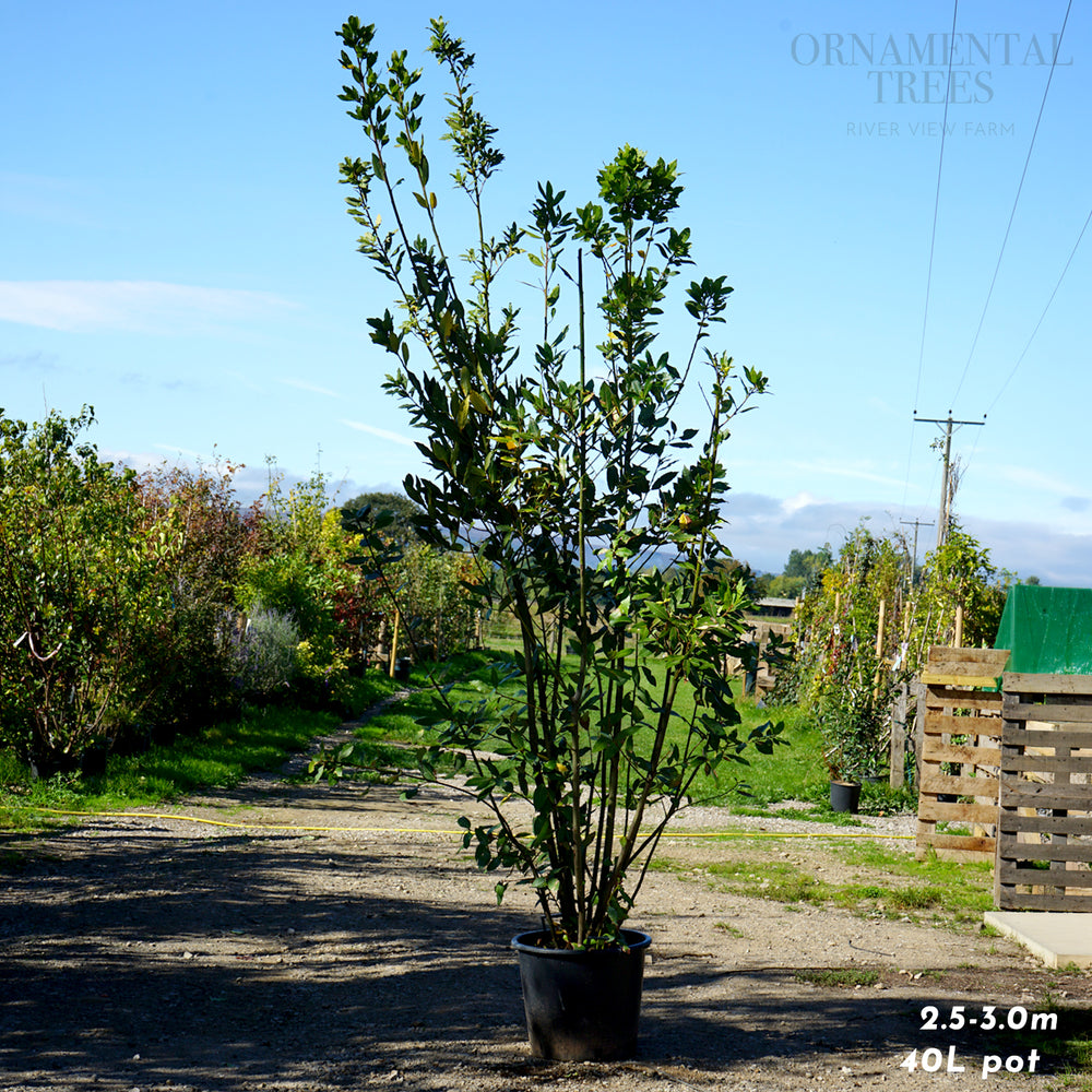 Bay Laurel Shrub, 40L pot