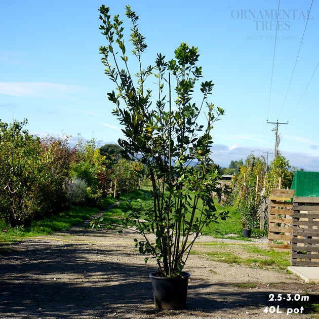 Bay Laurel Shrub, 40L pot