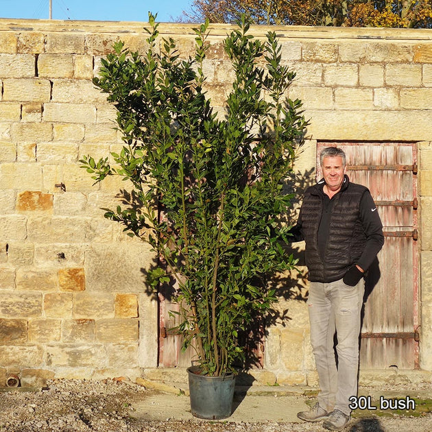 Laurus Tree Bay Laurel Trees For Sale | Laurus nobilis | Ornamental Trees