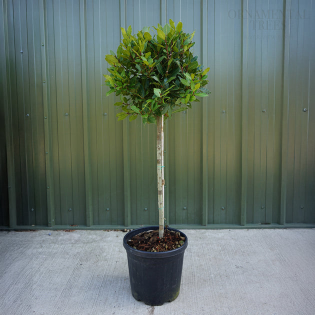 Bay Laurel half standard 18L pot