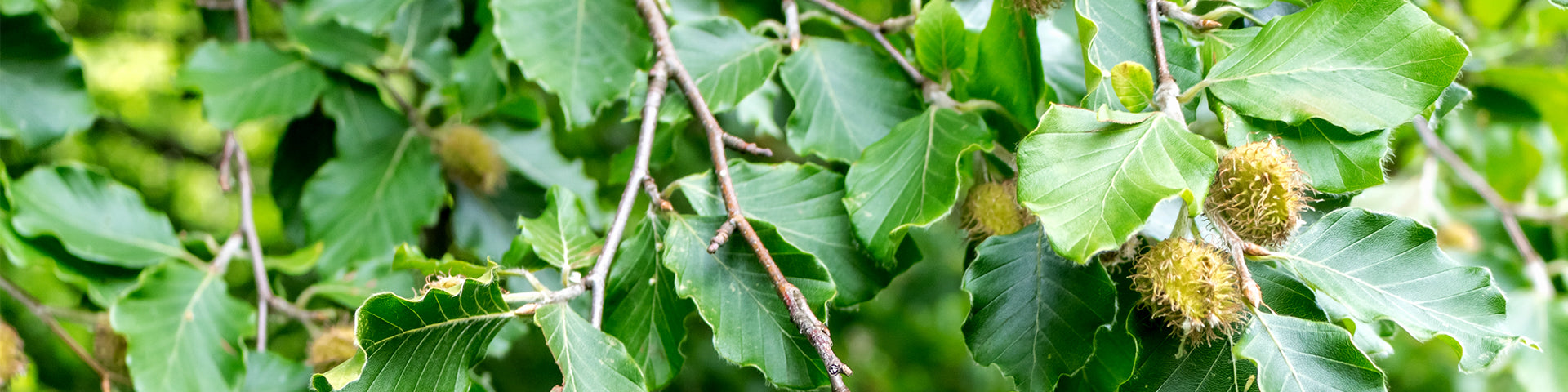 Beech Fagus banner