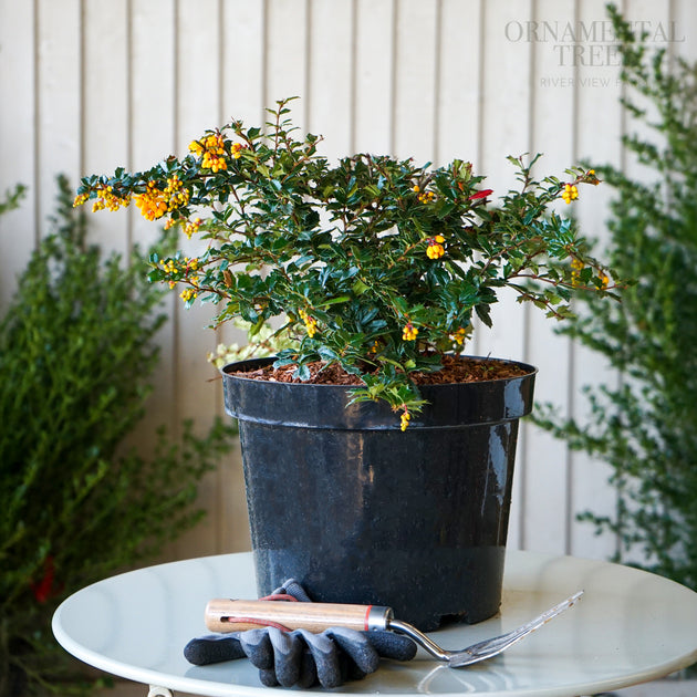 Berberis Darwinni 12L