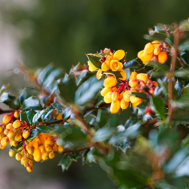 Berberis Darwinni Flowers
