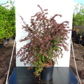 Bush, 80-100cm, 20L pot
