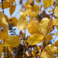 Betula Black Star Autumn Leaves