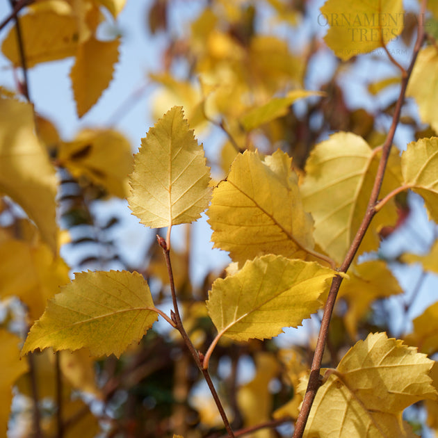 Betula Black Star Autumn Leaves