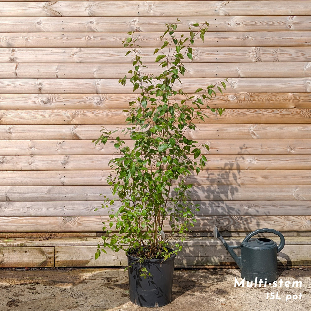 Betula utilis jacquemontii Birch multistem 15 litre