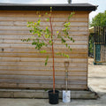 Single stem tree, 150-200cm, 12L pot