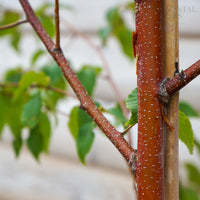Betula 'Red Lady'