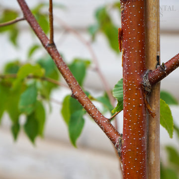 Betula 'Red Lady'