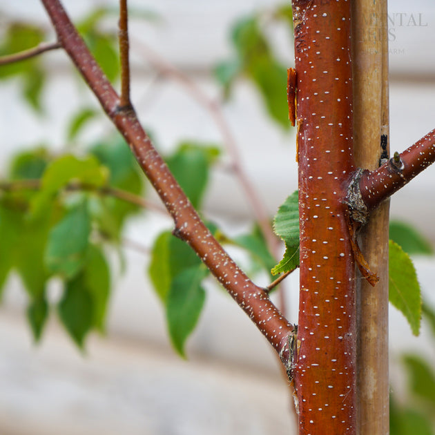 Betula 'Red Lady'
